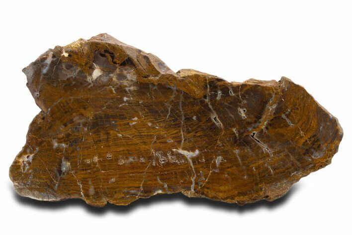 Polished Petrified Wood Slab - New York #337015
